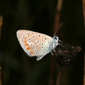 090802 -moom-vlindertuin  3 